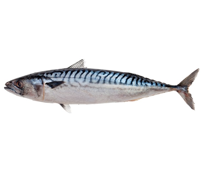 Blue Mackerel